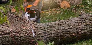 How Our Tree Care Process Works  in  Waterford, WI