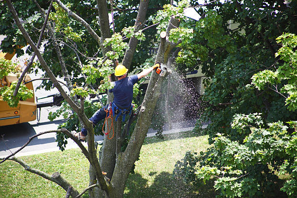 Waterford, WI Tree Care Company