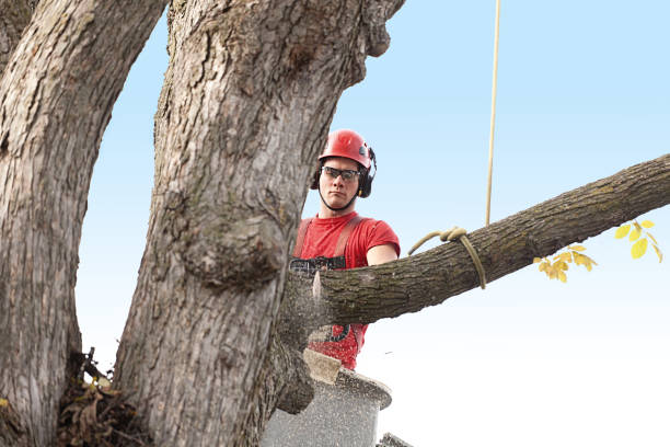 Best Lawn Dethatching  in Waterford, WI